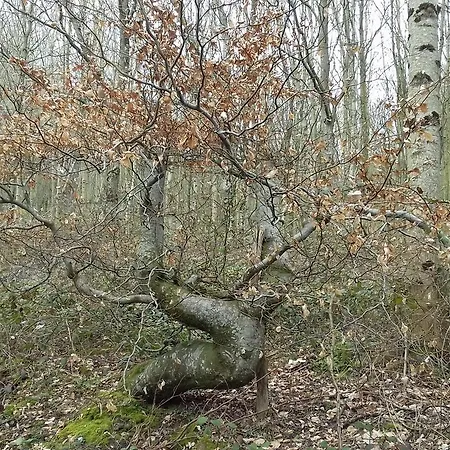 Nocleg ze śniadaniem Au Jardin Des Violettes 3*