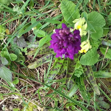 Au Jardin Des Violettes Bed and breakfast