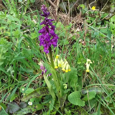 Au Jardin Des Violettes