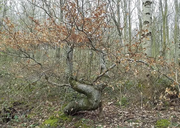 Frühstückspension Au Jardin Des Violettes 3*