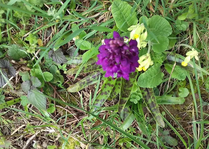 Au Jardin Des Violettes Frühstückspension