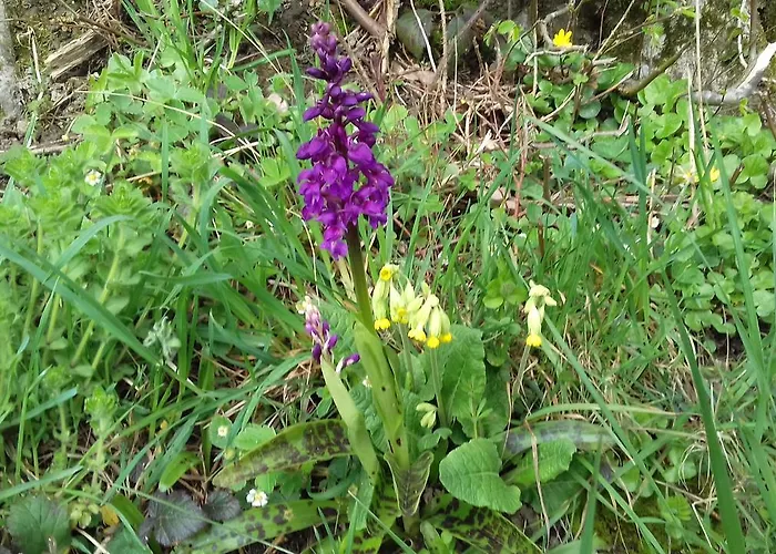 Au Jardin Des Violettes